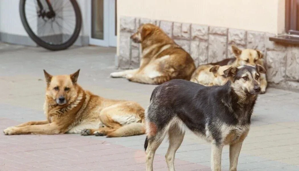 В Краснодаре проведут отлов бродячих собак.