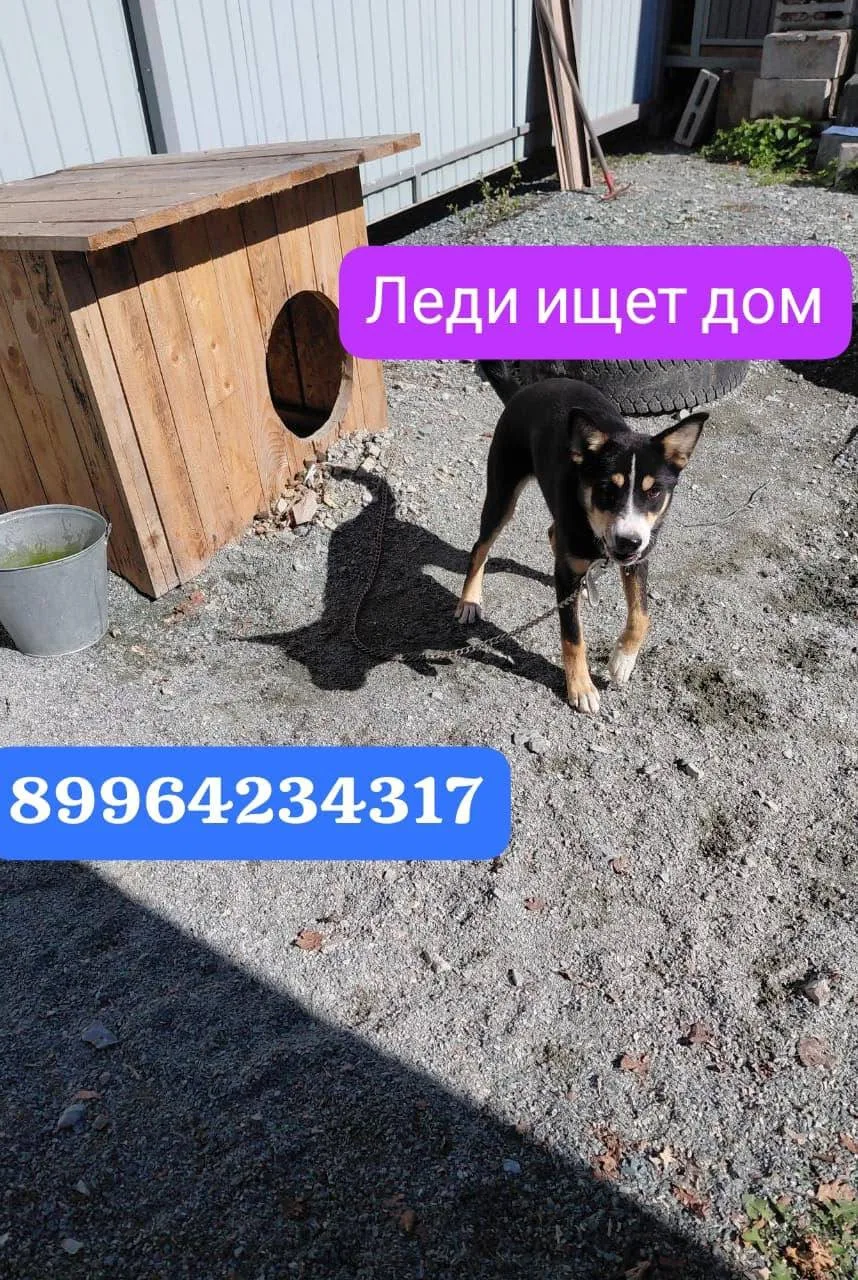 Щенка зовут Леди, она так и не пристроена😔