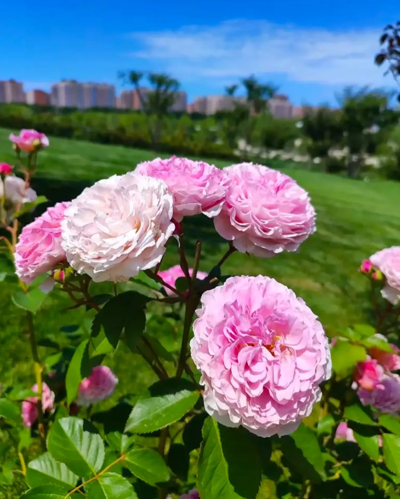 Жалко, что интернет не умеет передавать ароматы 🌹 Розовый холм утопает в цветах