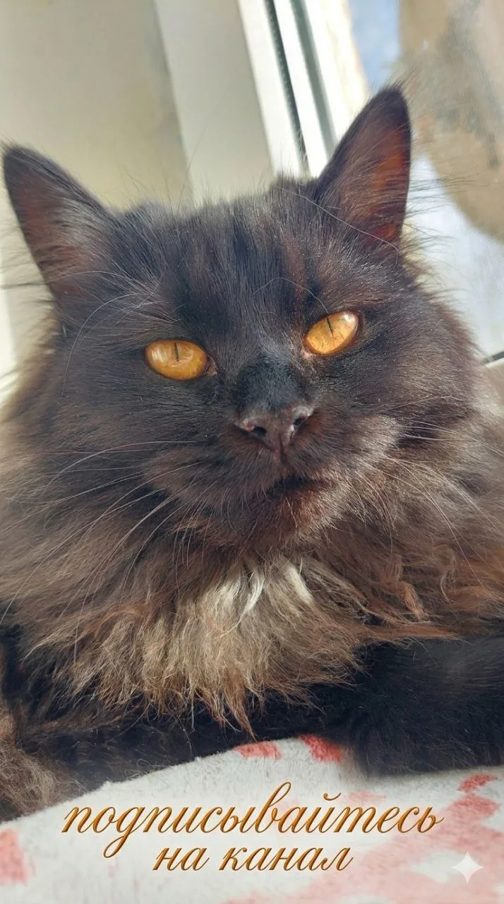 КОШАЧЬИ ДЕЛА🐈‍⬛