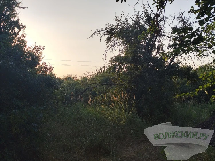 За неделю клещи покусали еще девять жителей Волгоградской области