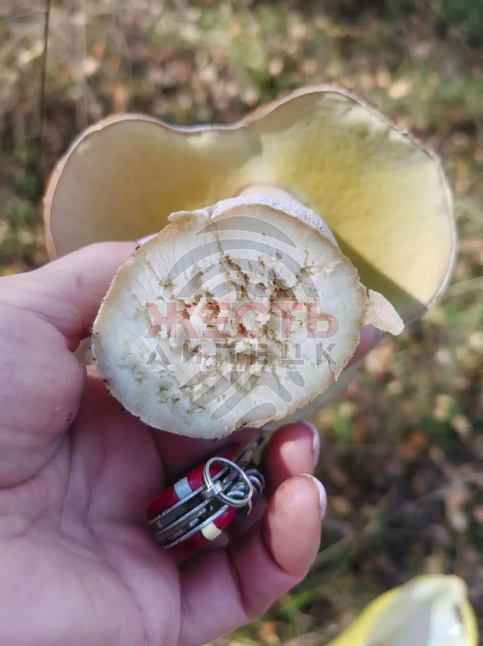 🍄‍🟫 Грибным уловом хвастаются липчане
