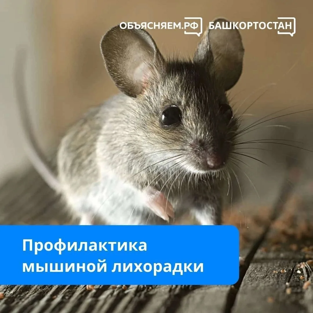 Геморрагическая лихорадка с почечным синдромом (ГЛПС) или «мышиная лихорадка» – смертел...
