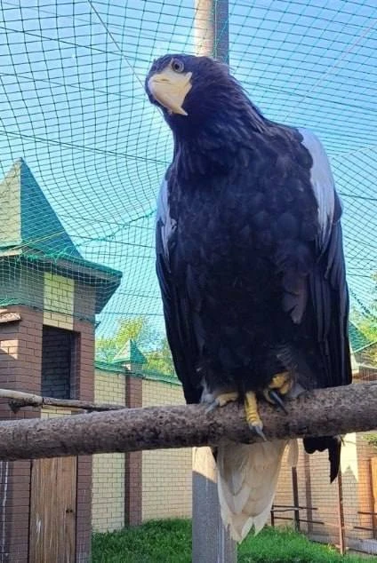 🦅 Белоплечий орлан, которого нашли в мешке на автостоянке в Нижнем Новгороде, прошёл к...