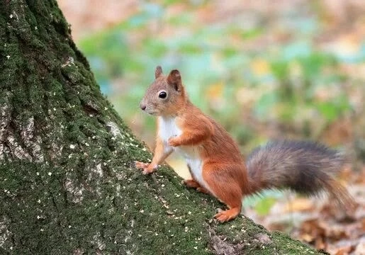 🌳 В школьном дворе появились белочки!