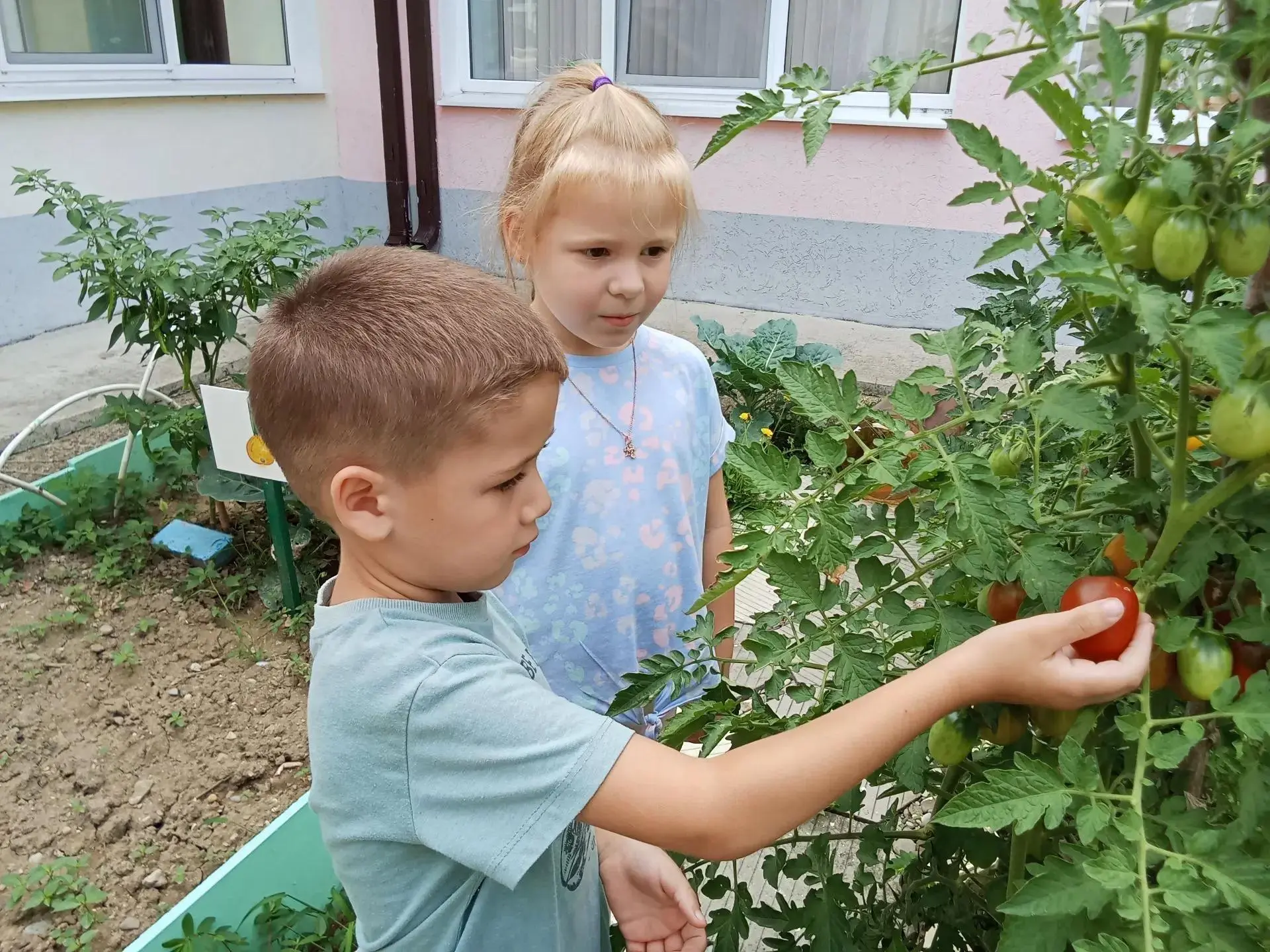 Август продолжает радовать обильным урожаем. После выходных ребята с радостью отправлял...