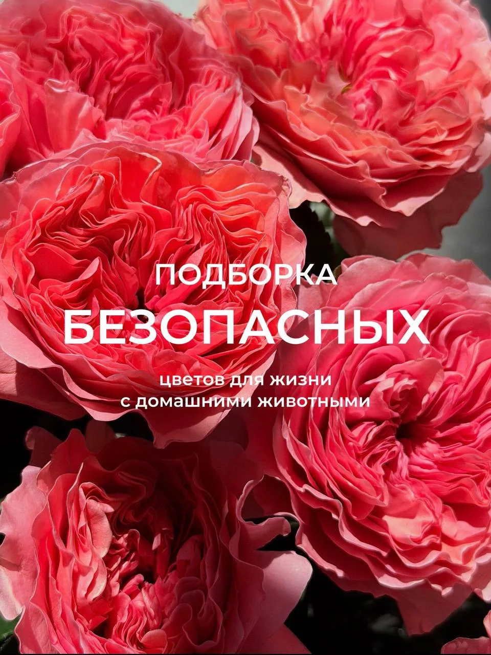 подборка безопасных и стойких цветов от SKLAD CVETOV