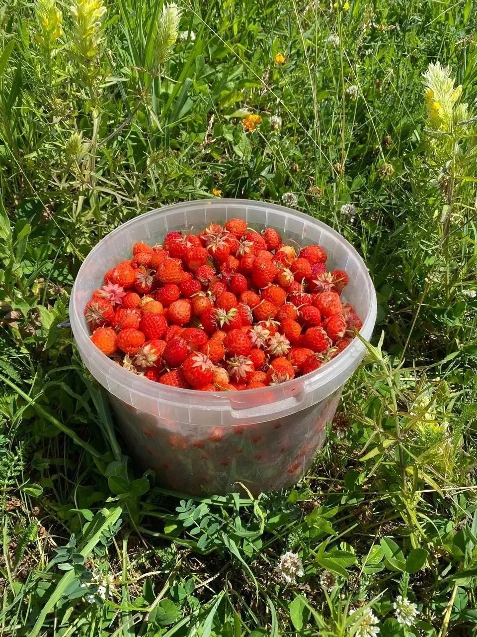 🍓 Воронежские леса просто кишат дикой клубникой и лесной земляникой! Ведрами выносят –...