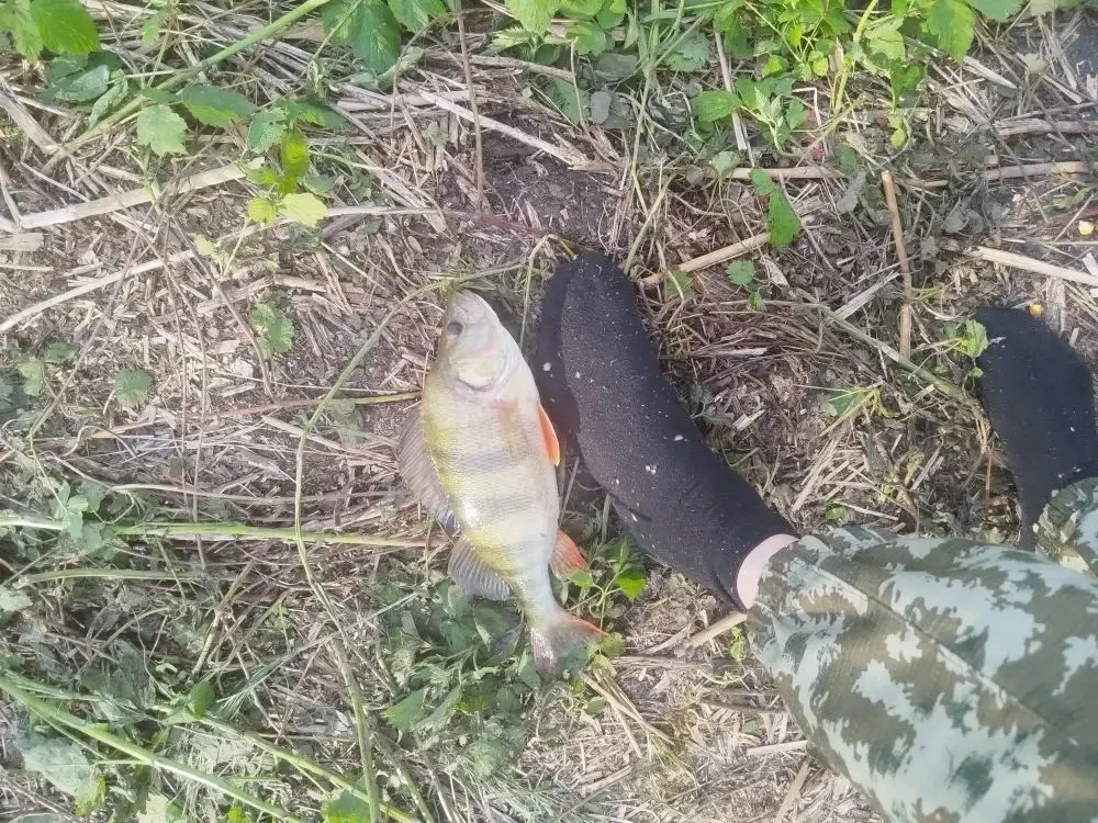 Первый пруд кукуруза и червяк Спасибо Руслану за отчет.🎣🔥  НАШ ЧАТ 💬  Прислать фотоотчет 📩