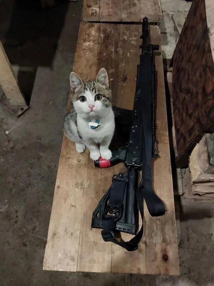 Вот такие милые бойцы трудятся с нашими военными на передовой.