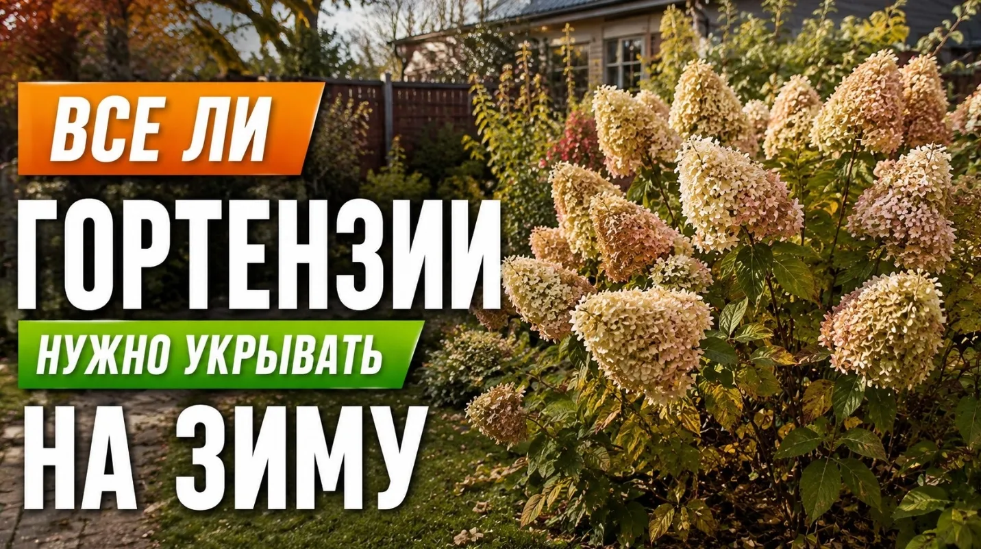 🌸 Метельчатая гортензия — самый стойкий вид. Взрослым кустам укрытие чаще вредит: под ...