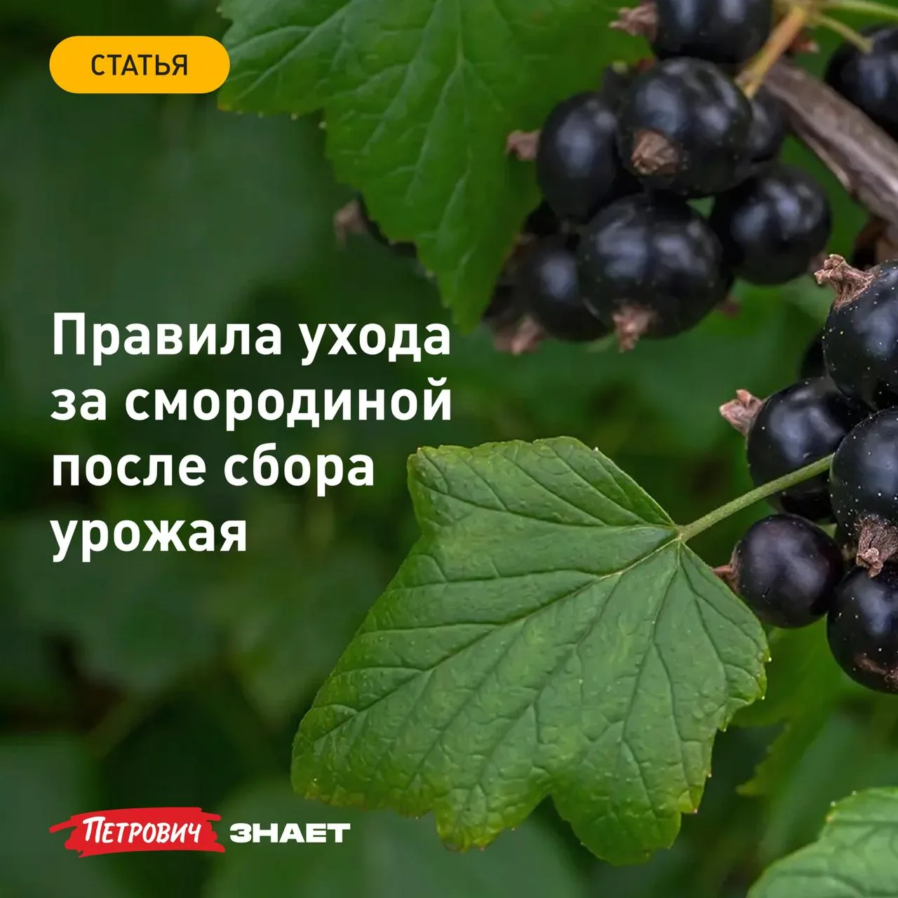 Сразу после сбора урожая смородина начинает закладывать основу для будущих ягод. Правильный уход в э