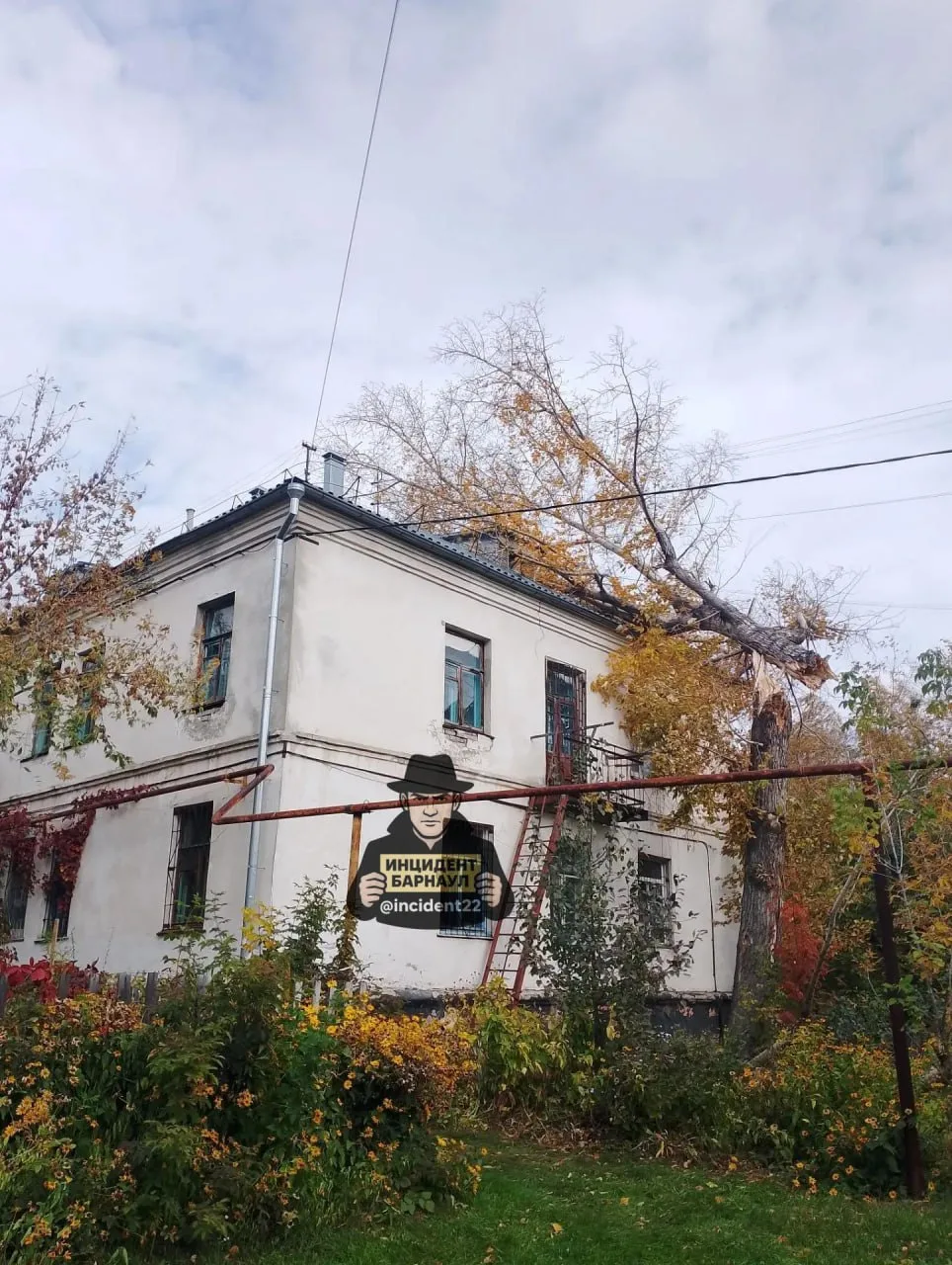 Дерево упало на улице 40 лет Октября в Барнауле