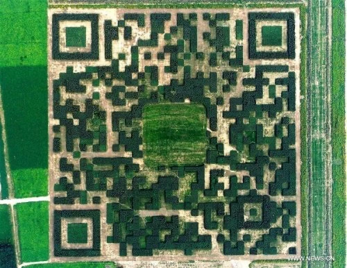 Что бы вы прописали в таком QR-коде?

На фото сад в Китае из 130.000 можжевеловых деревьев и кустов 