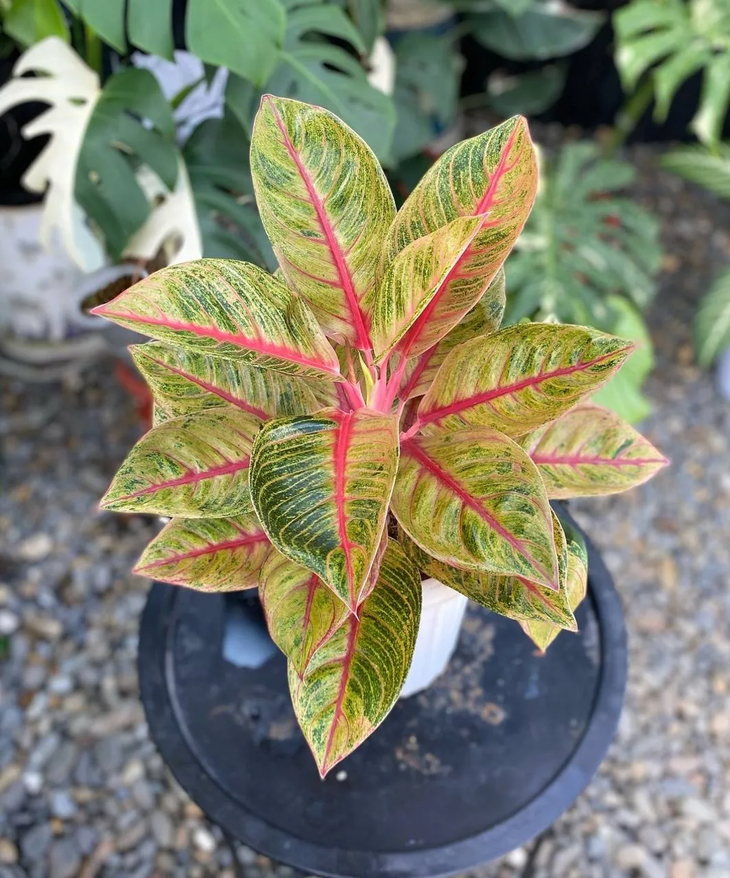Аглаонема Верóника Голд (Aglaonema Verónica Gold)🌿