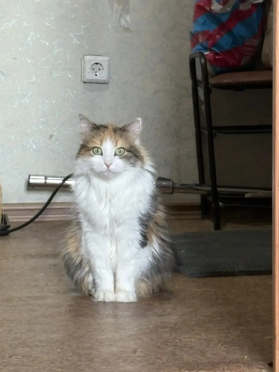 🐱 Знакомьтесь, это очаровательная кошечка, которую мы встретили в БФ «Верные сердца»! 🐱
