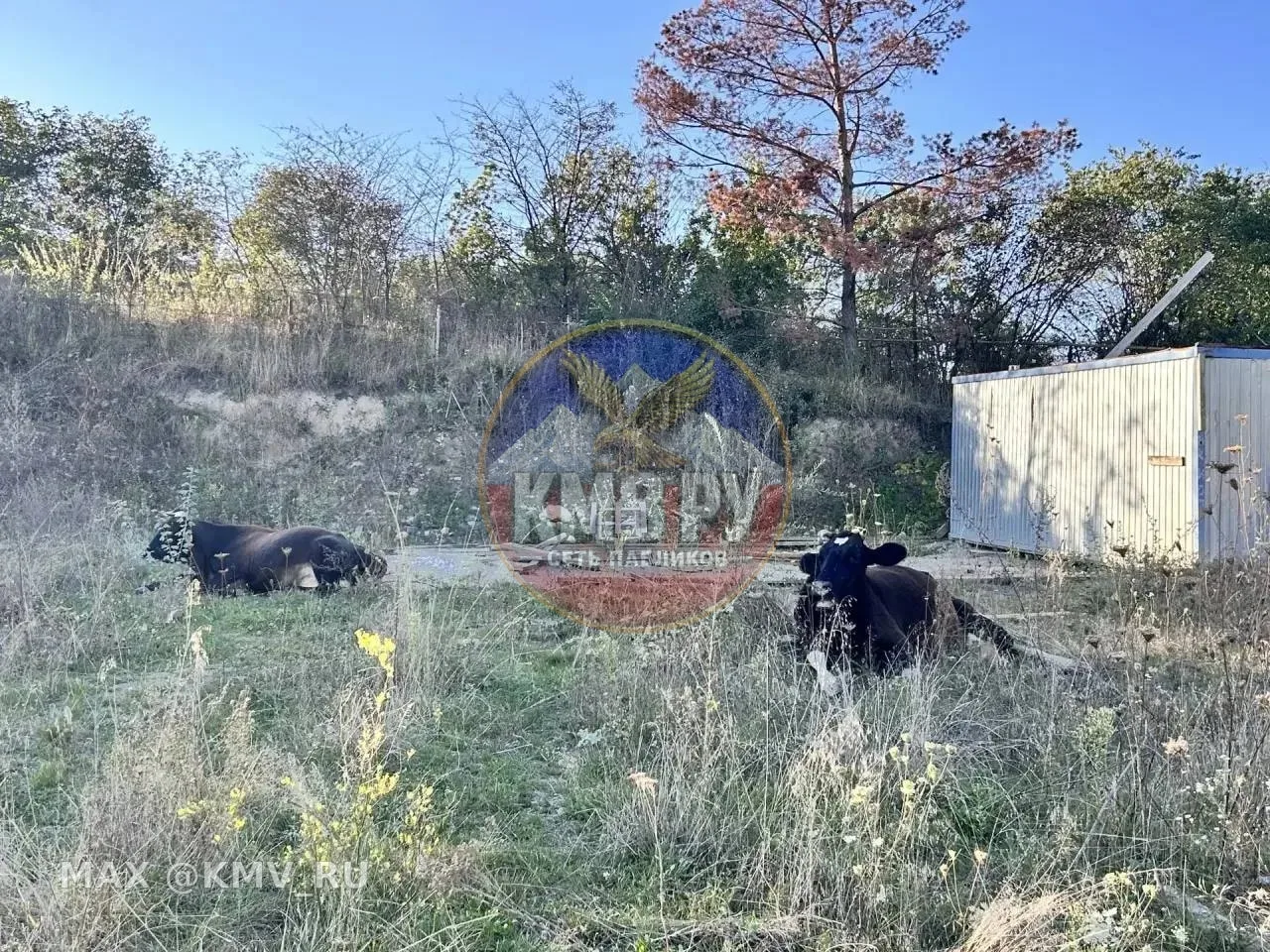 🐄 Больше десяти коров отправили на «штрафстоянку» в Кисловодске