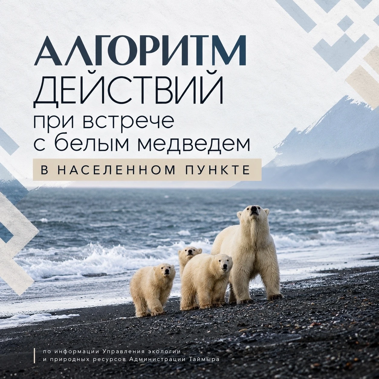 В последние годы случаи захода белых медведей в поселения арктических регионов фиксирую...