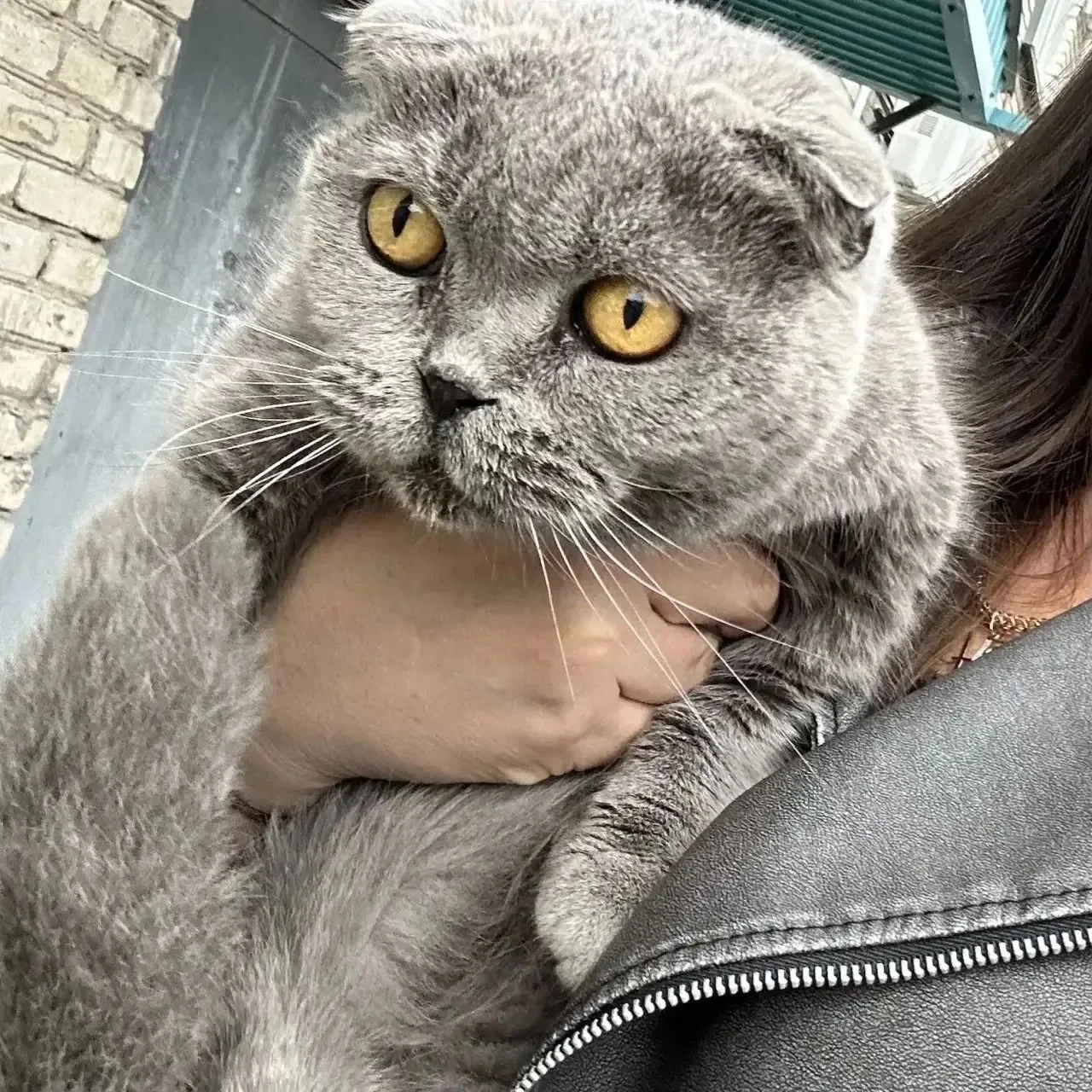г.УССУРИЙСК,  по улице .....находится кошка, которая не нужна хозяйке, в дом не пускает...