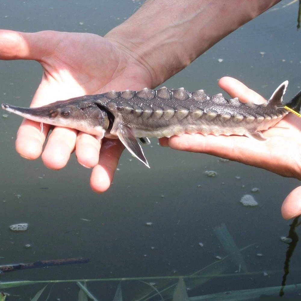 🐠 Осетровые стали активно плодиться в Азовском море
