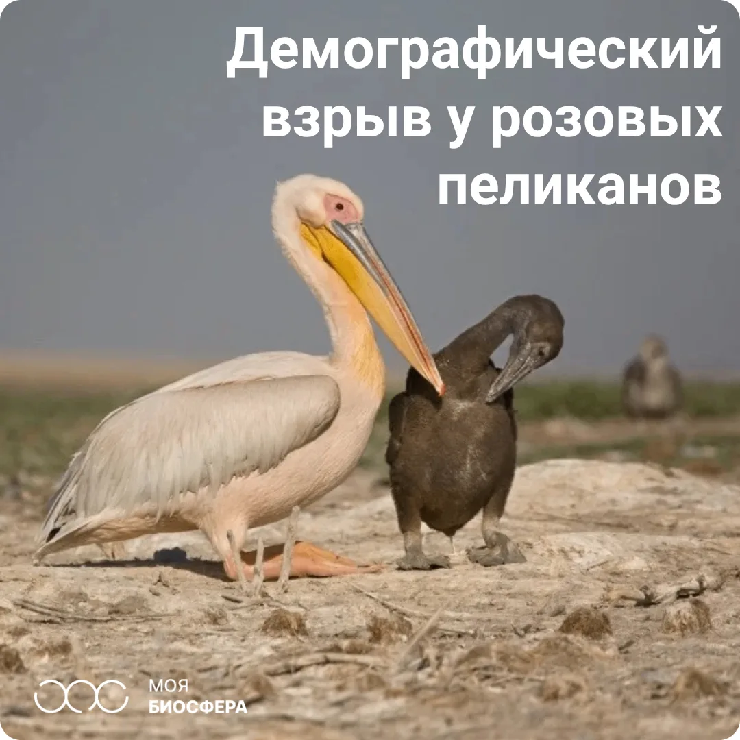 ❤️ Абсолютный рекорд для России!