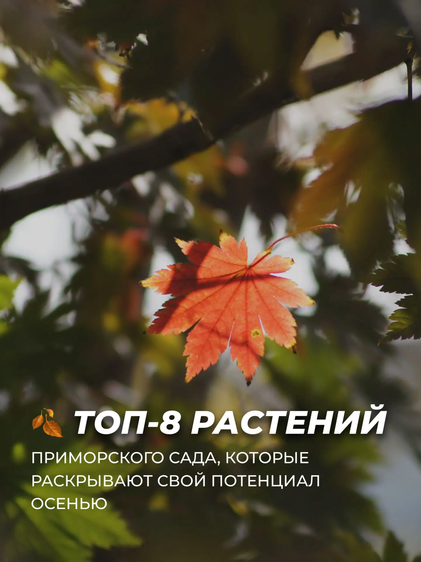 Приморье — стык азиатской и европейской культур.