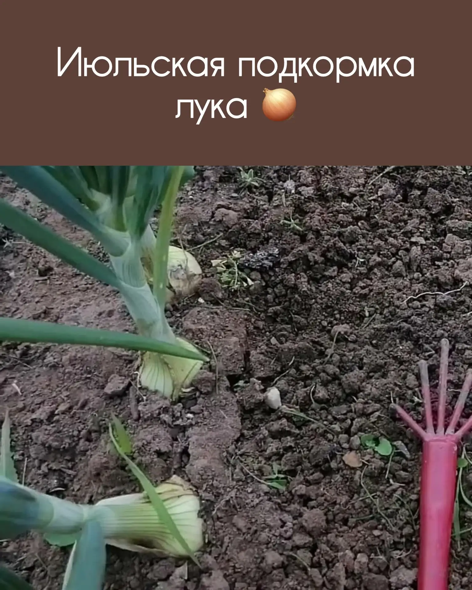 Июльская подкормка лука: как вырастить крупные и крепкие головки

Июль — решающий месяц для лука. Им
