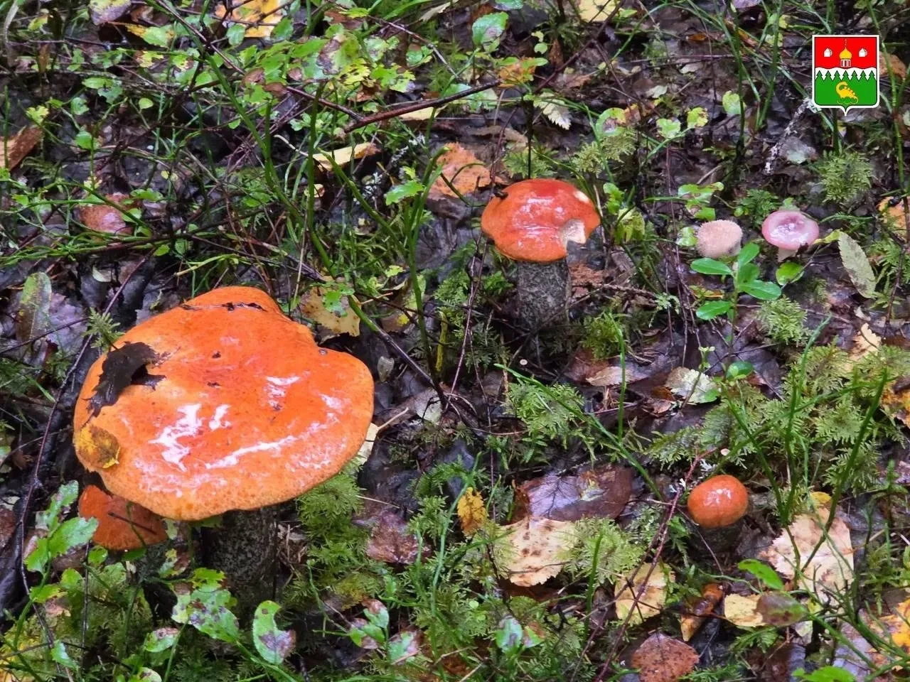 Говорят, грузди пошли 🍄‍🟫