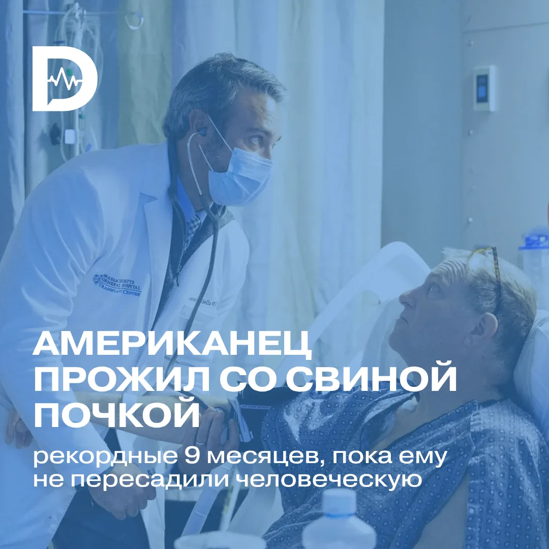 Свиная почка помогла пациенту дождаться человеческой