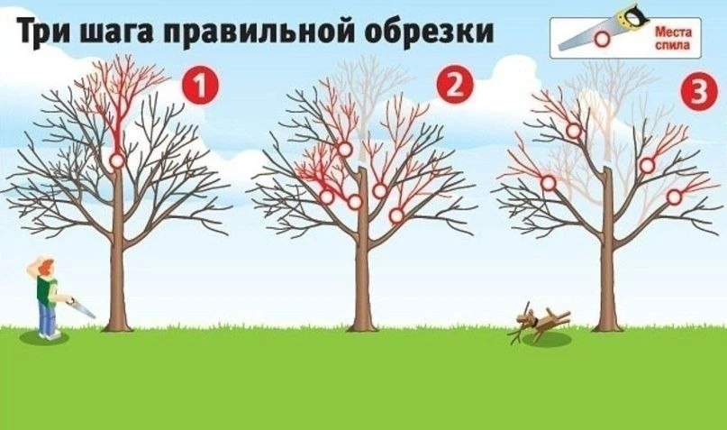 Как омолодить яблони 🍎