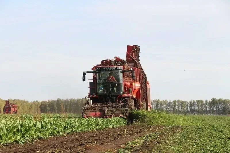 🌾 В Алтайском крае собрали почти 222 тысячи тонн сахарной свеклы