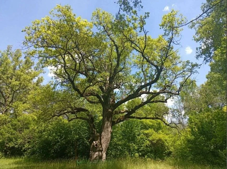 Дуб «Новооскольский великан» — Главное дерево России 2026 года! 🌳🏆