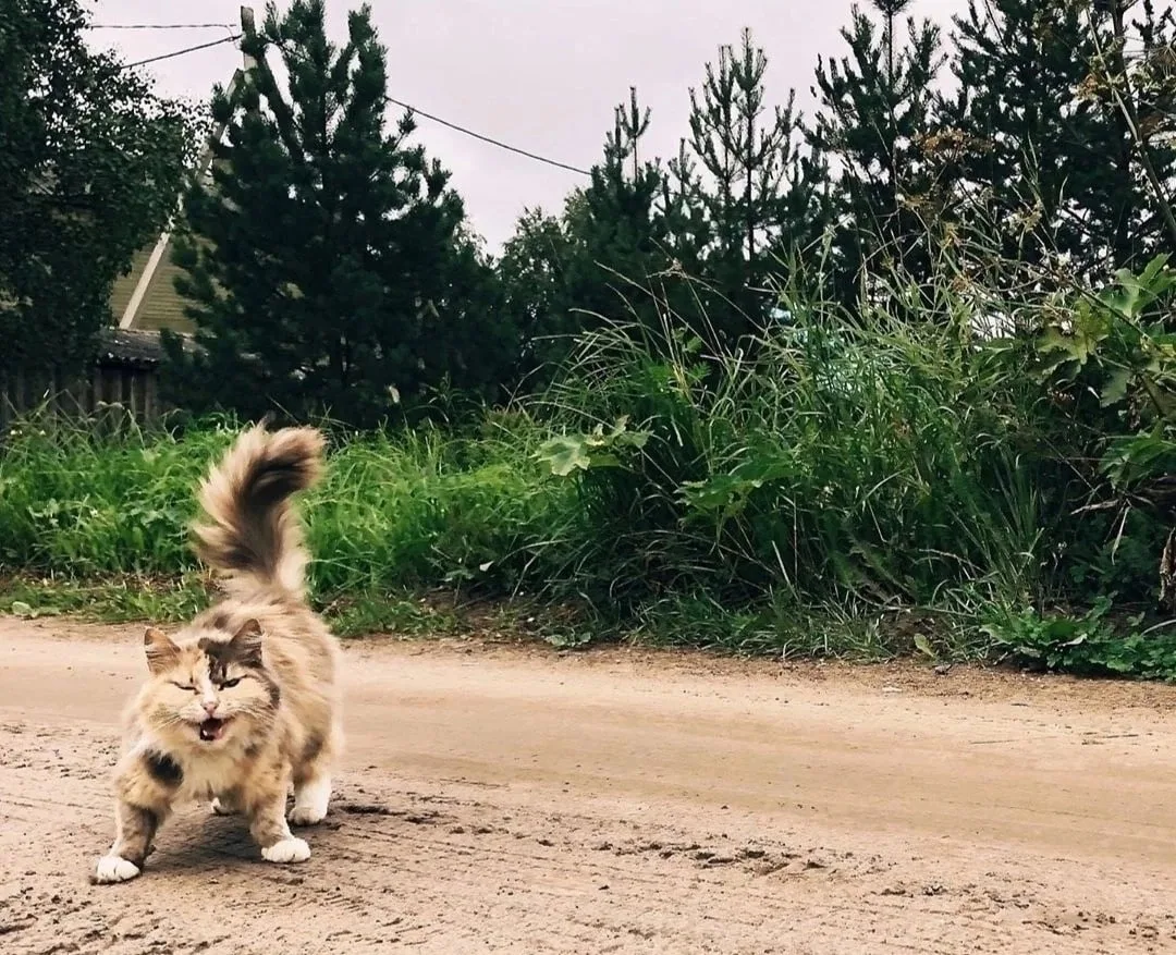 Суровый дачный котэ 😺