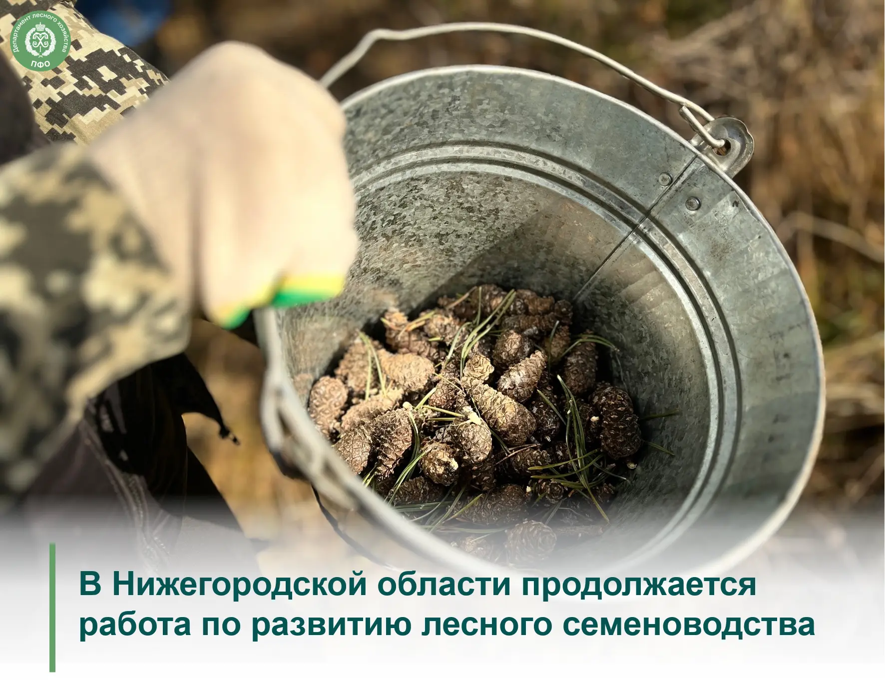 🟢 В Нижегородской области продолжается работа по развитию лесного семеноводства, напра...