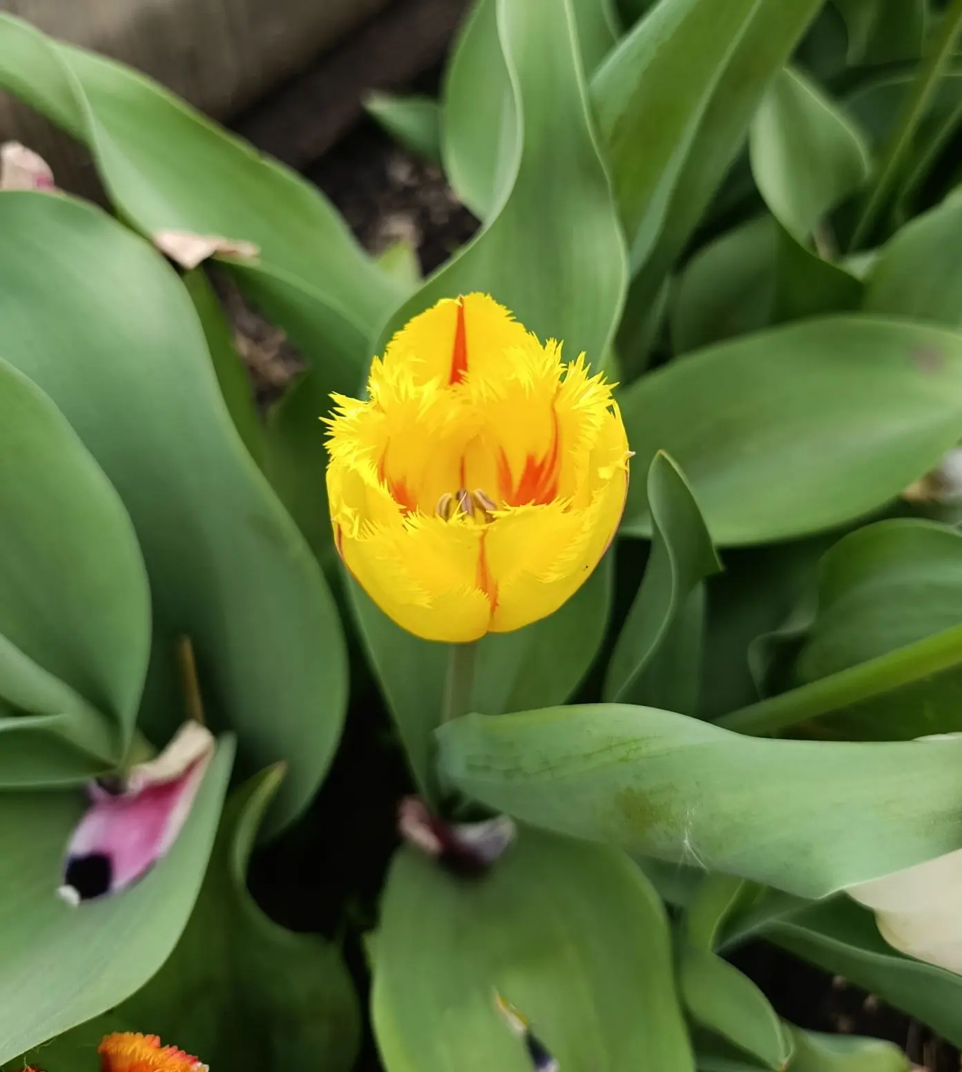 Доброе майское утро 💕 Мои тюльпаны не перестают меня удивлять. 🌷🌷🌷
