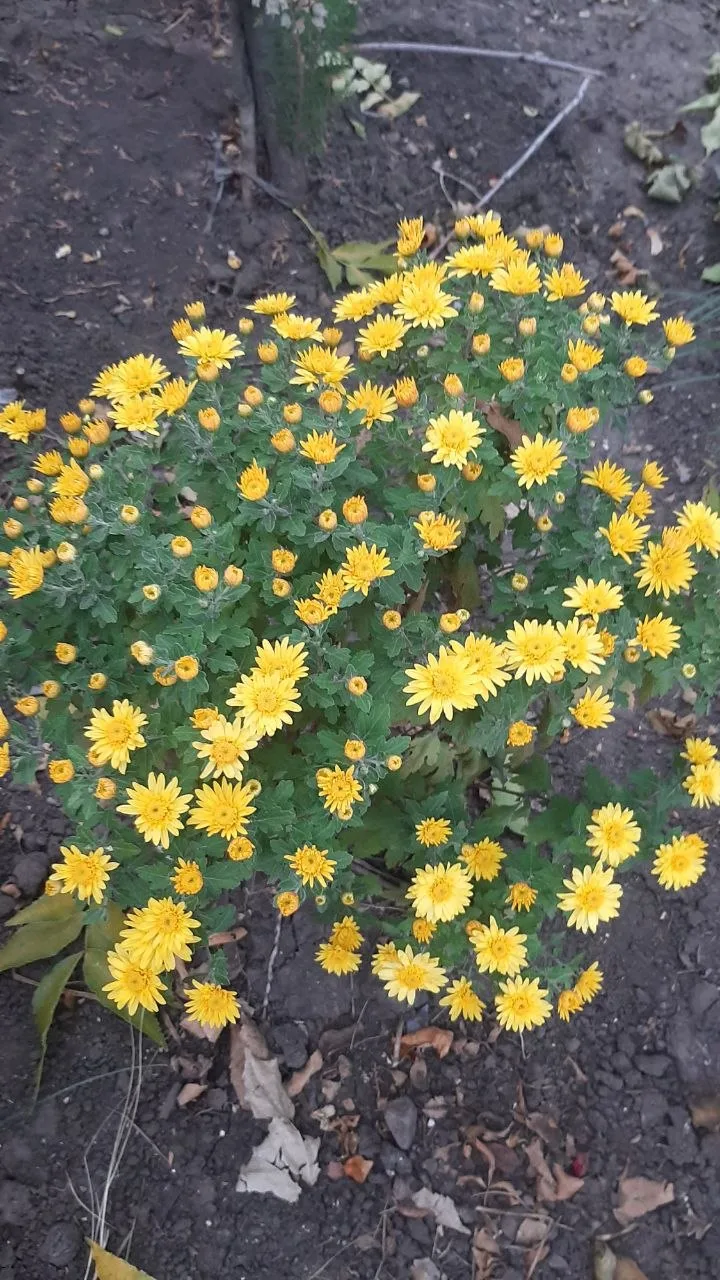 Осенние цветы- прекрасны 💐