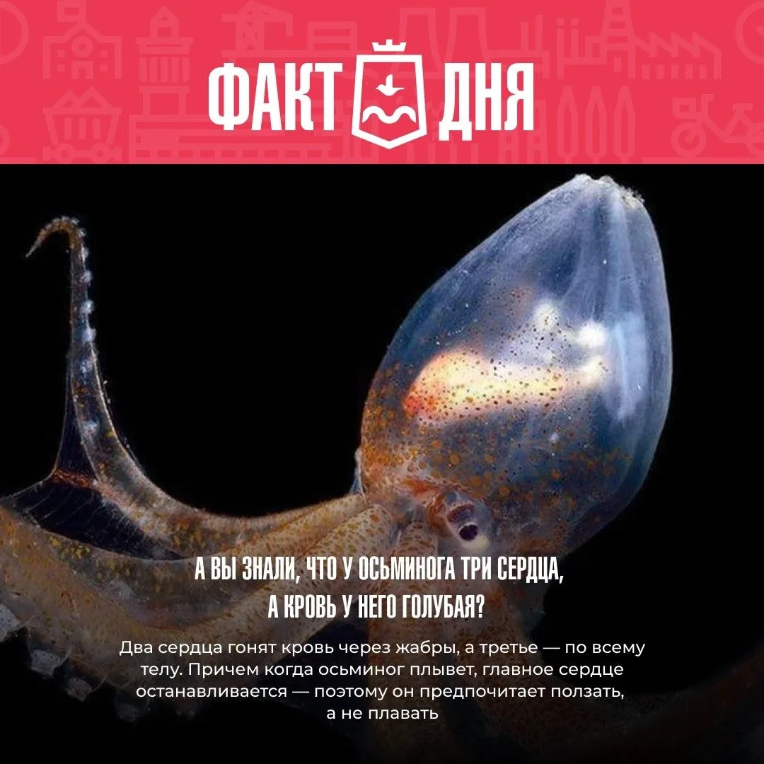 🐾 Сегодня — Всемирный день животных!