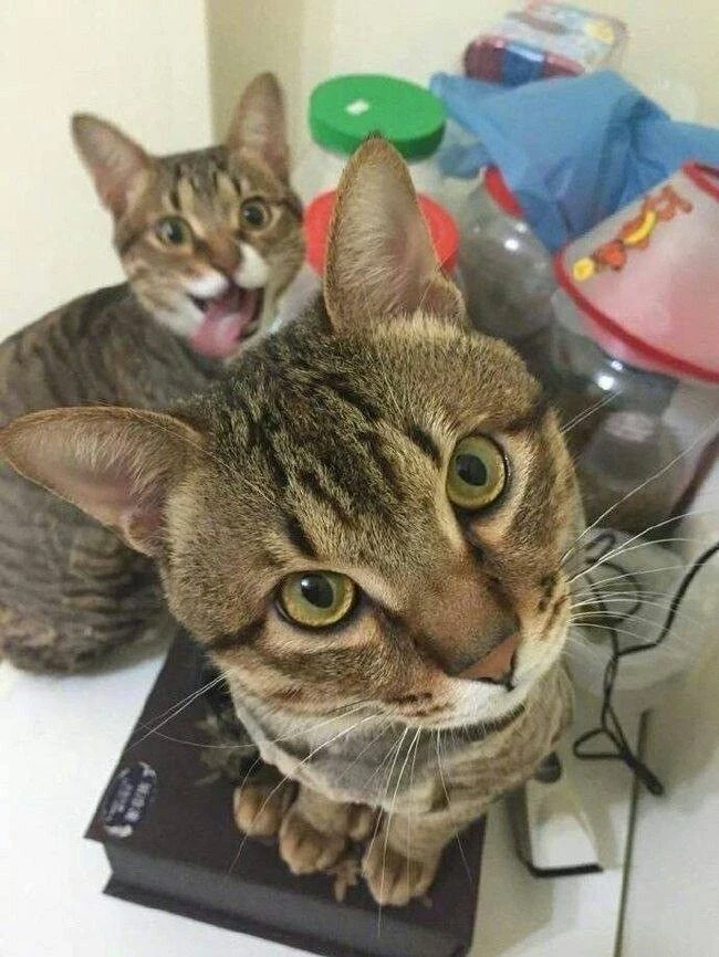 Котофакт дня 🐾