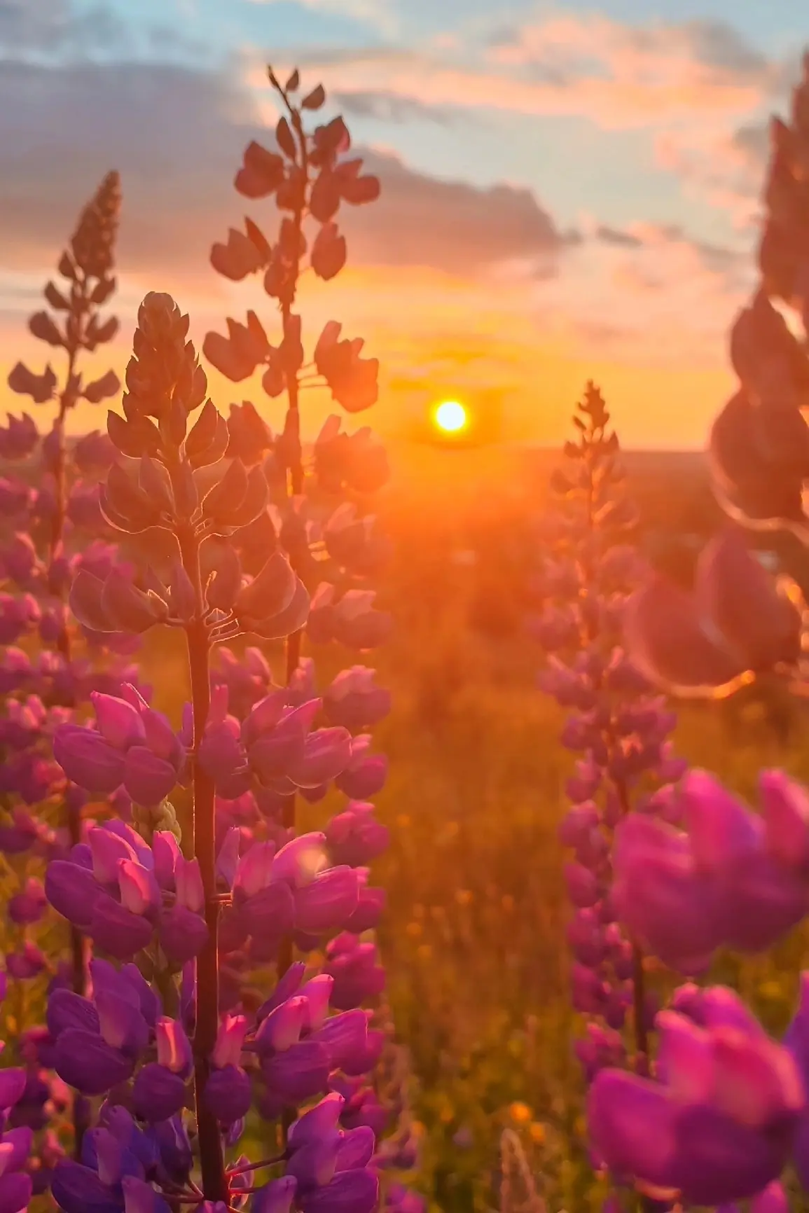 Люпины на закате😍
📍Якшур-Бодья
📷Наталья Баталова