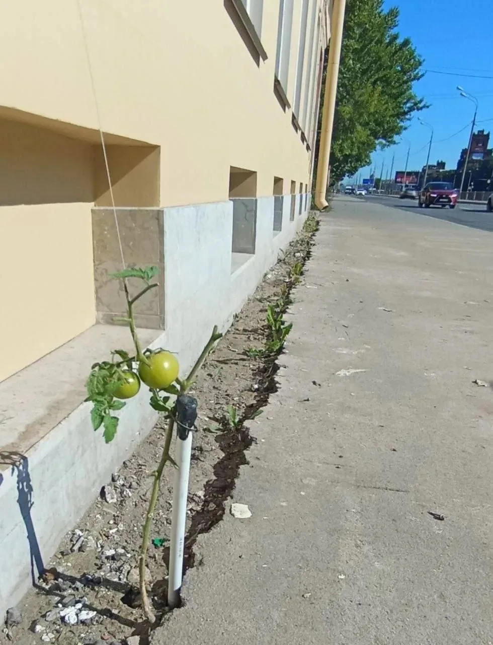🍅 Помидоры проросли на набережной Обводного канала