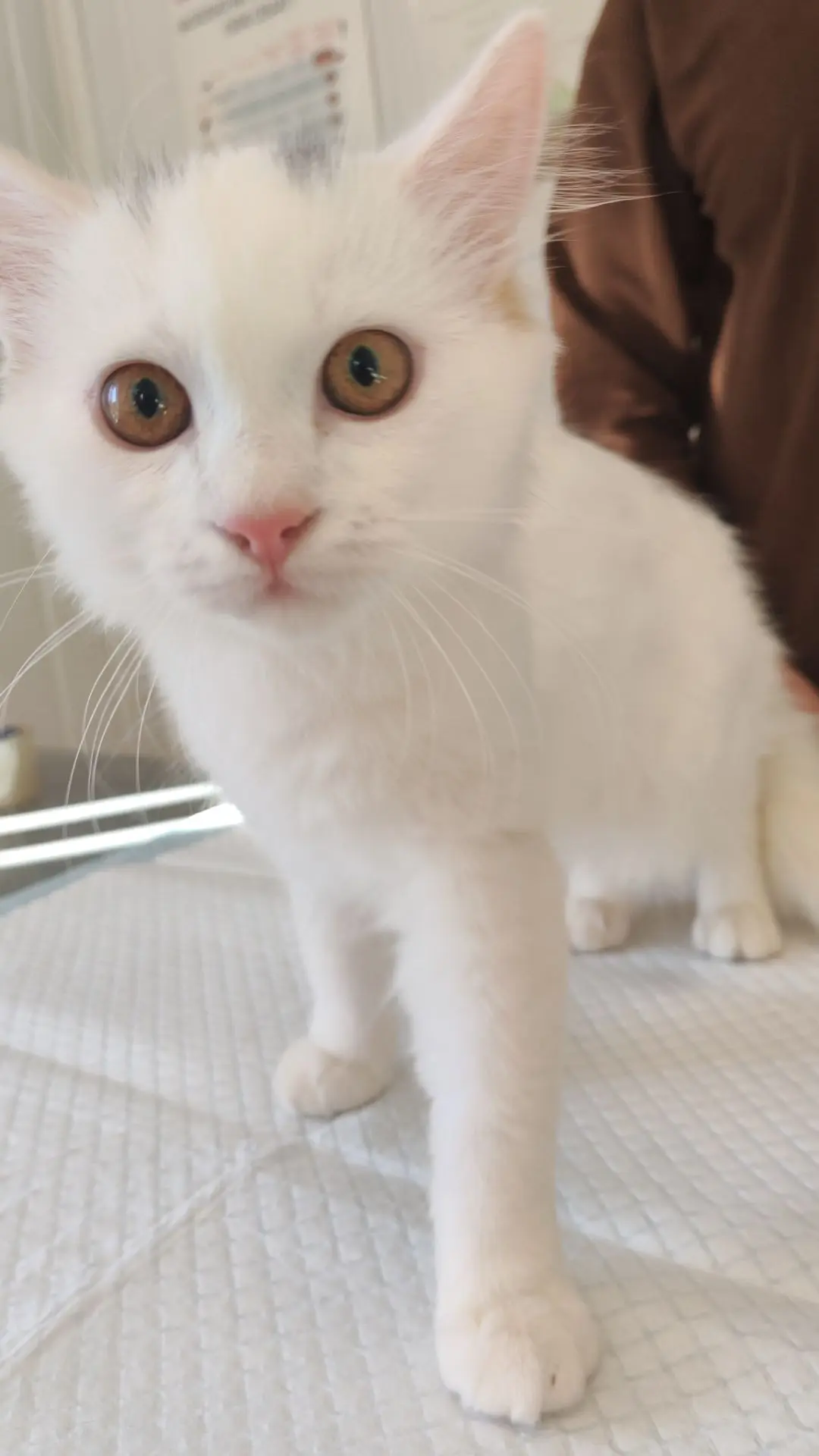 🤔Маленький шаг для котёнка, но большой шаг для его иммунитета!