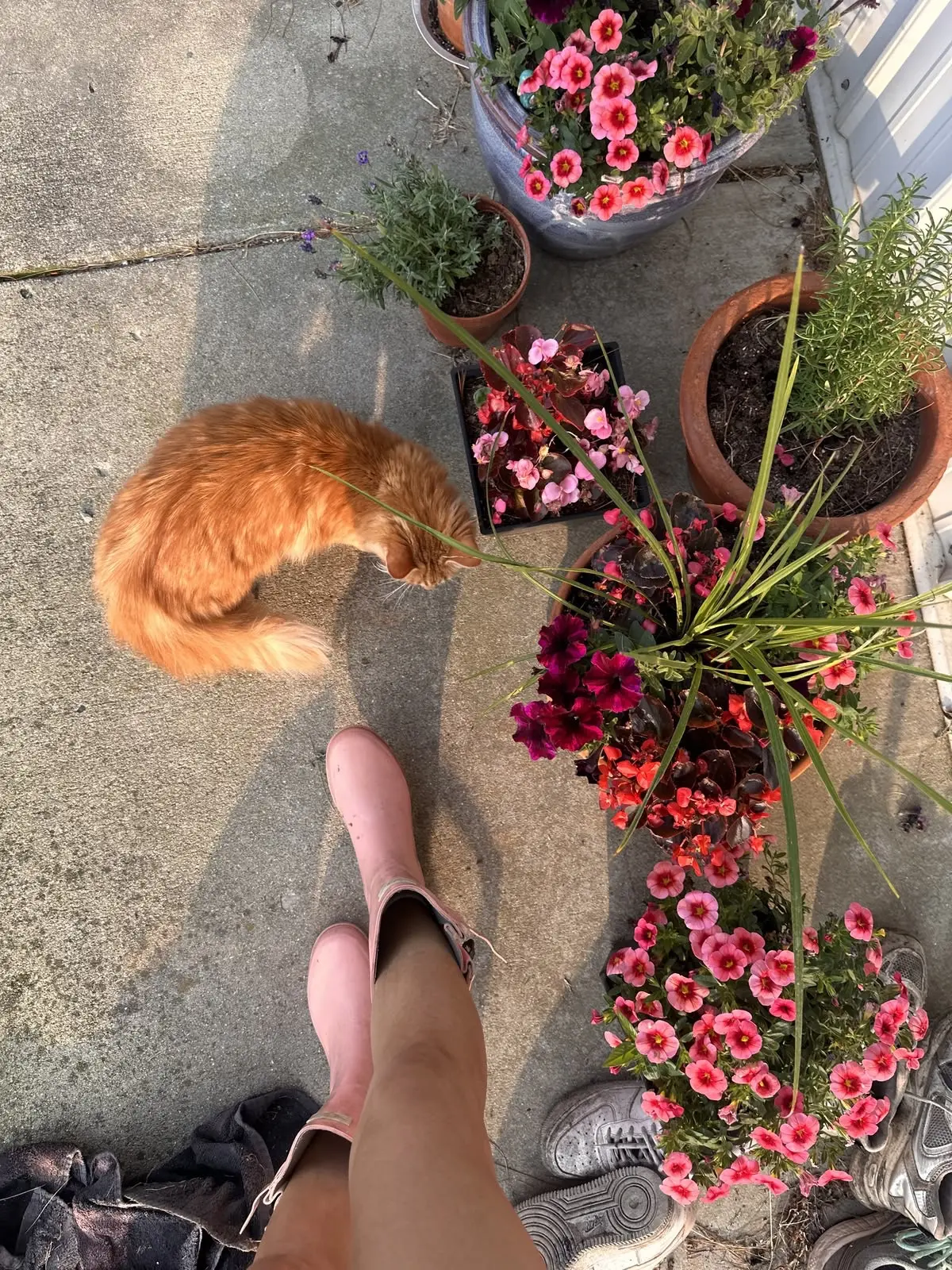 Доброе садовое утро с помощником 🌱🐈🌸