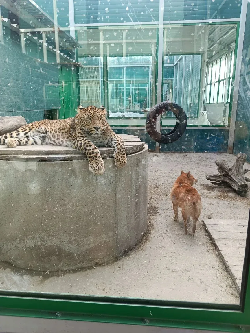 🐾 Наши маленькие следопыты в гостях у хищников