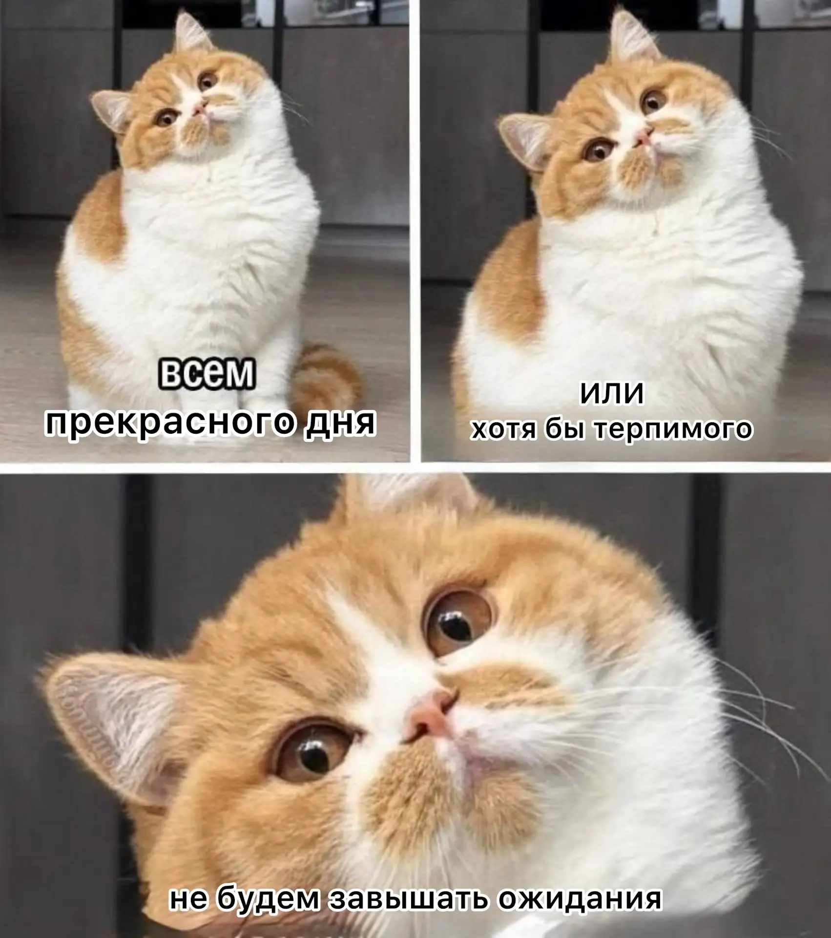 Всем прекрасного дня!Держимся!Еще немножко до выходных 🙈