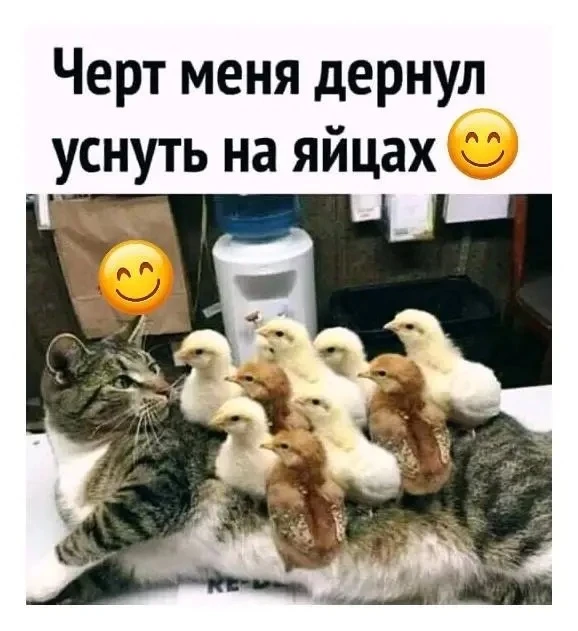Весёлые анекдоты
