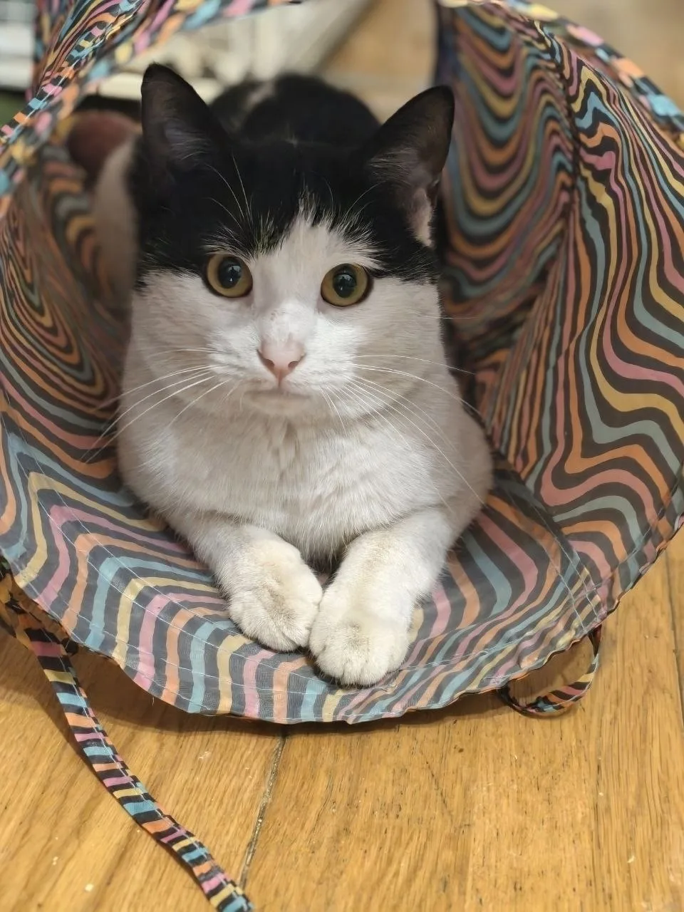🐾 РОДИОН ! 🐾

Мы ищем новый дом для нашего черно-белого котика по имени Родион. Этот пушистый комо