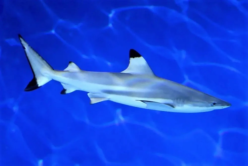 🦈 «Животное месяца» в июле — акула! И этот выбор неслучаен.

14 июля отмечается День осведомлённост