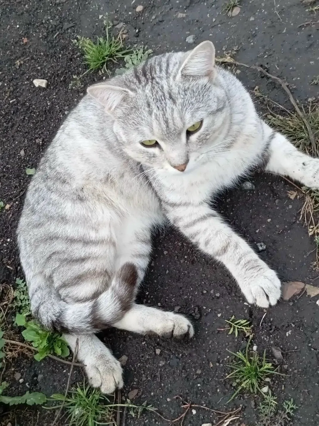 Кота Васю оставили в саду!