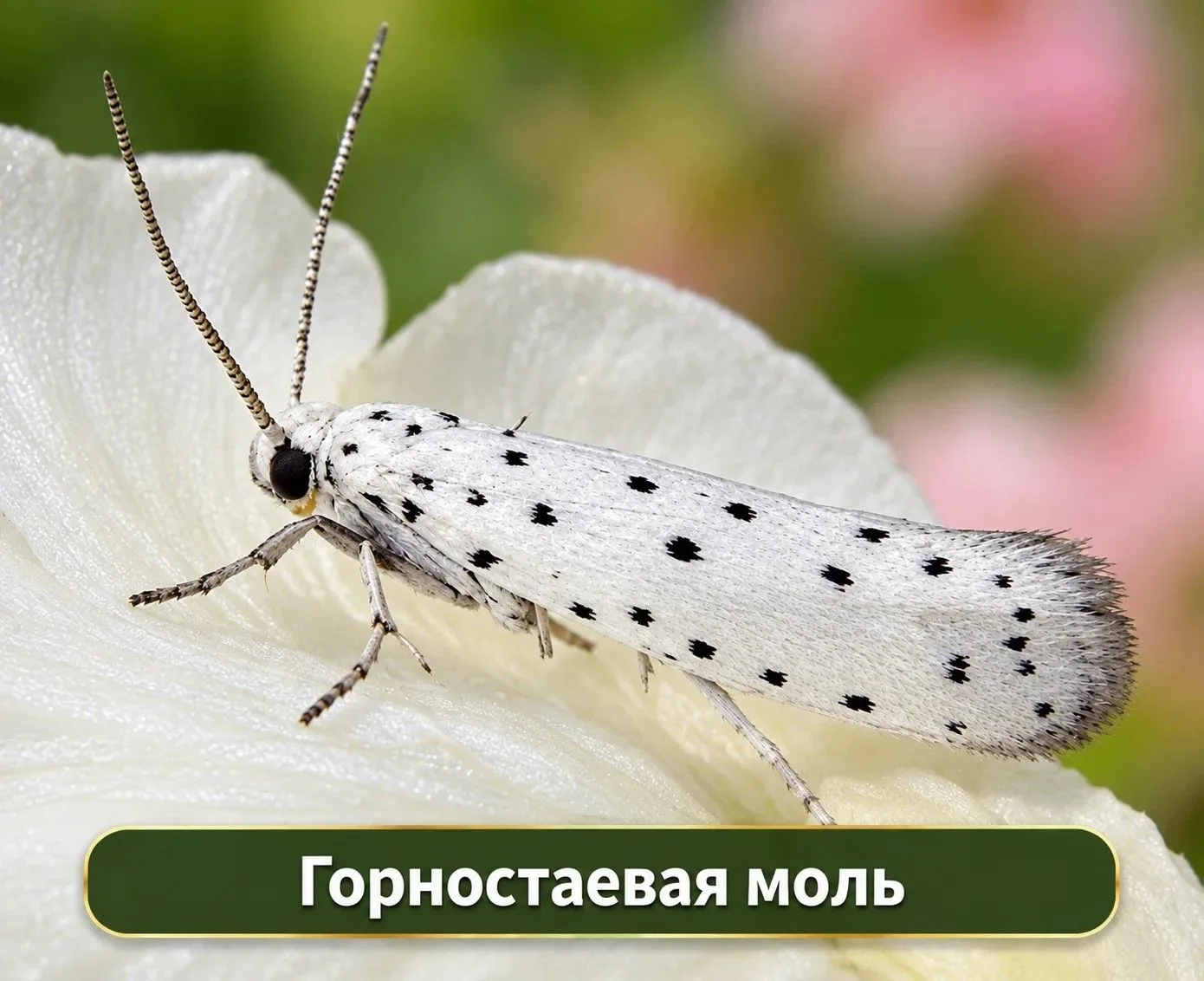 Моль, которая нападает на яблони и плодовые деревья
