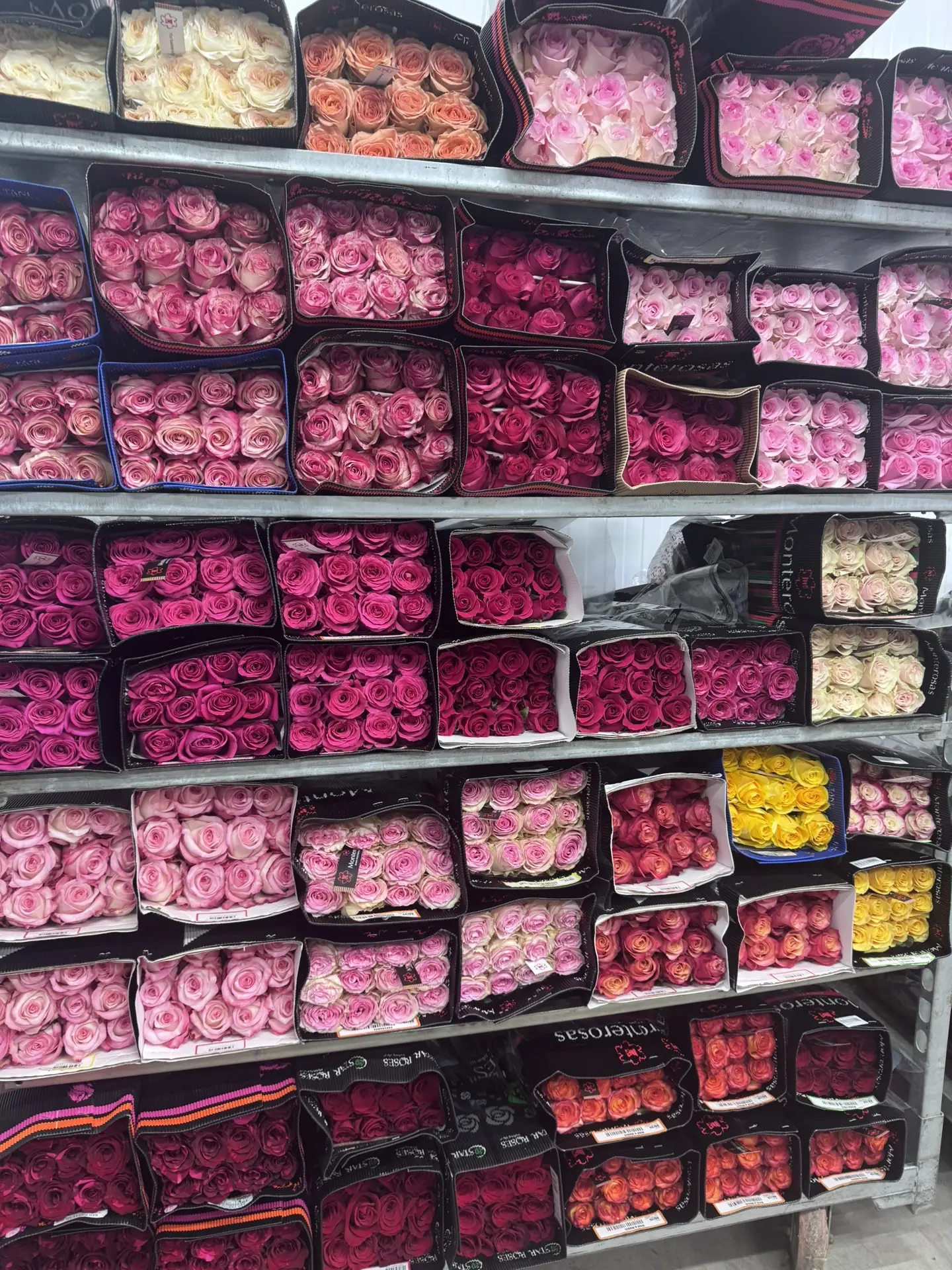 Свободный ассортимент Эквадорской розы 🌹